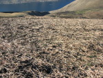 Rotating WoodStraw&reg; images