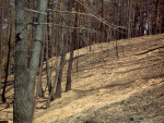 Rotating WoodStraw&reg; images