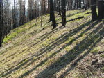 Rotating WoodStraw&reg; images